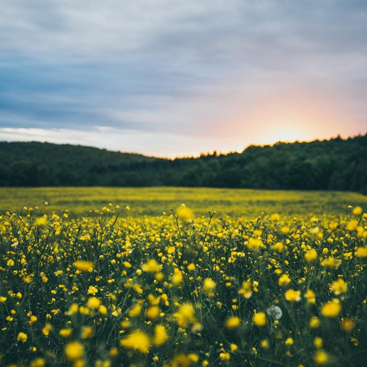 Alpine wilderness landscape