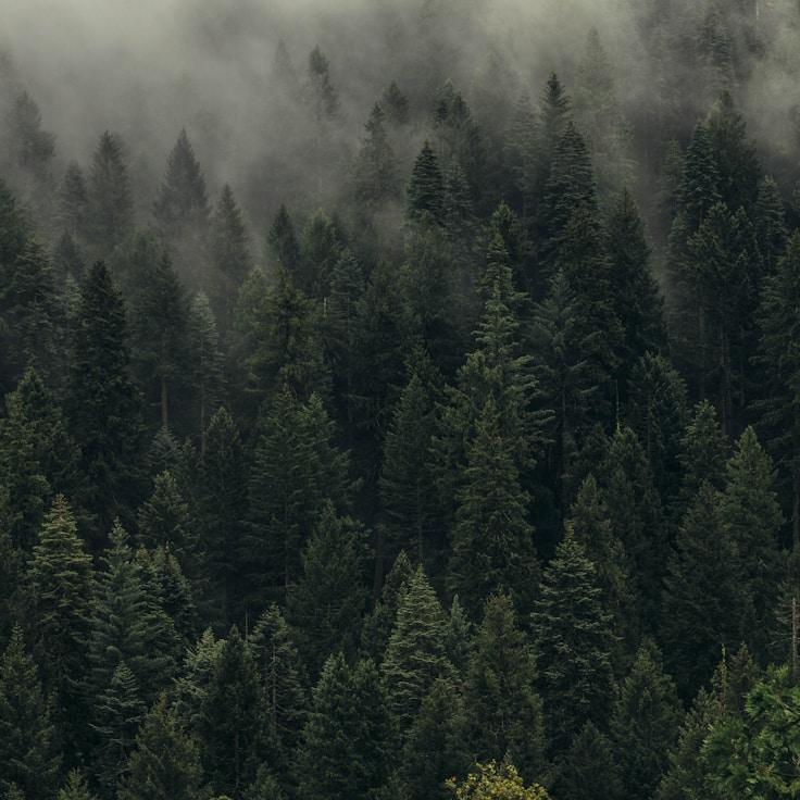 Low-impact nature path